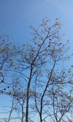 Neopringlea integrifolia