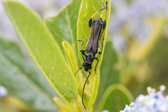 Callimoxys fuscipennis