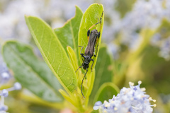 Callimoxys fuscipennis