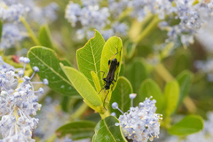 Callimoxys fuscipennis