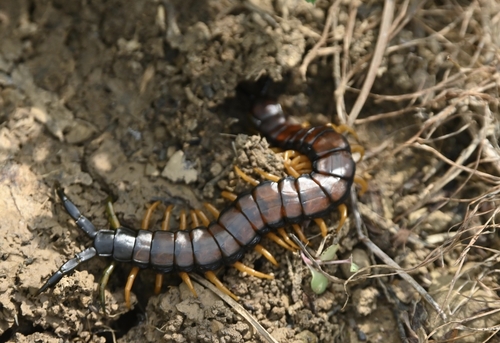 Mediterranean Banded Centipede