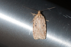 Agonopterix canadensis