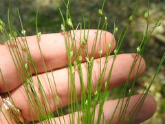 Isolepis carinata