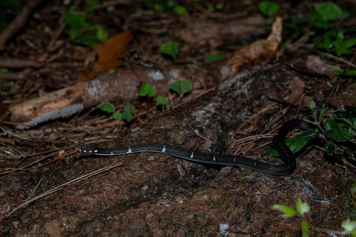 Hebius concelarus