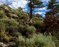 Odocoileus hemionus inyoensis