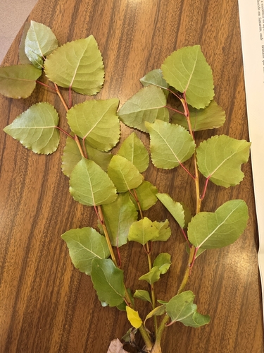 Black Poplar
