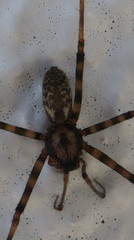 Nanocambridgea gracilipes