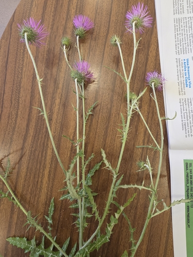 Boar Thistle