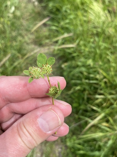 Clustered clover