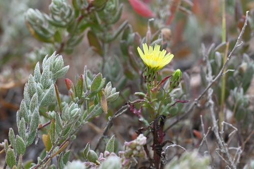 Santa Cruz desertdandelion (Malacothrix squalida)