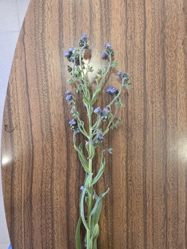 blue hound's-tongue