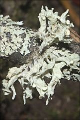 Ramalina inflata