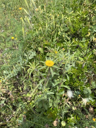 Spiny Starwort
