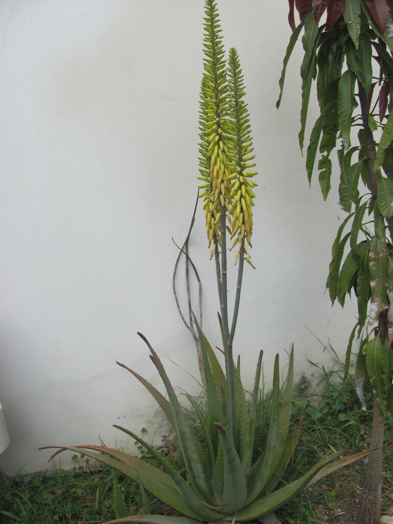 Алое — Aloe vera