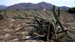 Stenocereus standleyi