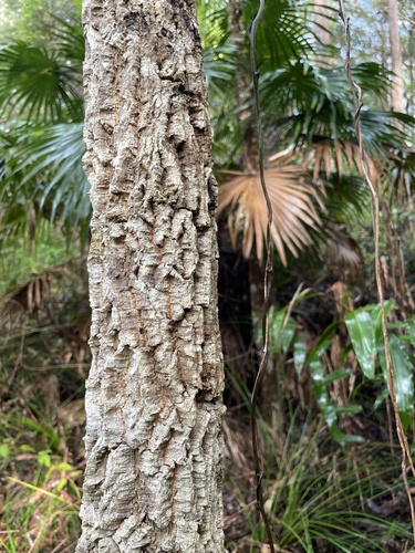Endiandra sieberi