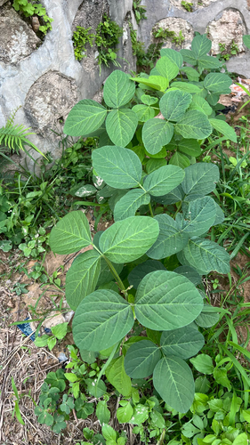 Soybean
