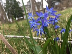 Scilla siberica