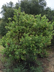 Arctostaphylos refugioensis