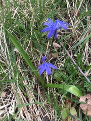 Scilla siberica
