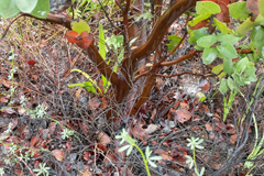 Arctostaphylos refugioensis