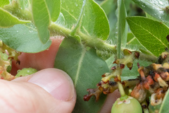 Arctostaphylos refugioensis
