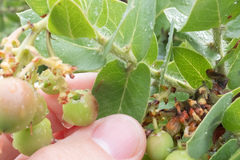 Arctostaphylos refugioensis