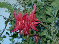 Clianthus maximus