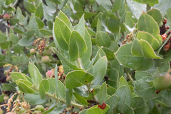 Arctostaphylos refugioensis