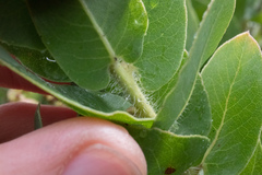 Arctostaphylos refugioensis