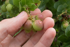 Arctostaphylos refugioensis