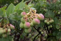 Arctostaphylos refugioensis