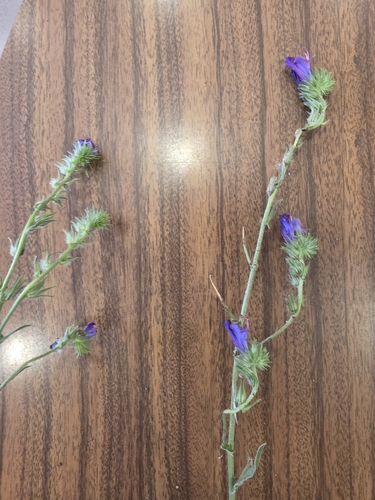 purple viper's-bugloss