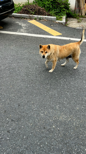 Domestic Dog