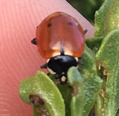 Hippodamia quinquesignata