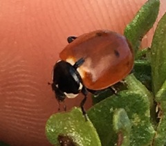 Hippodamia quinquesignata