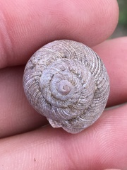 Xerarionta intercisa