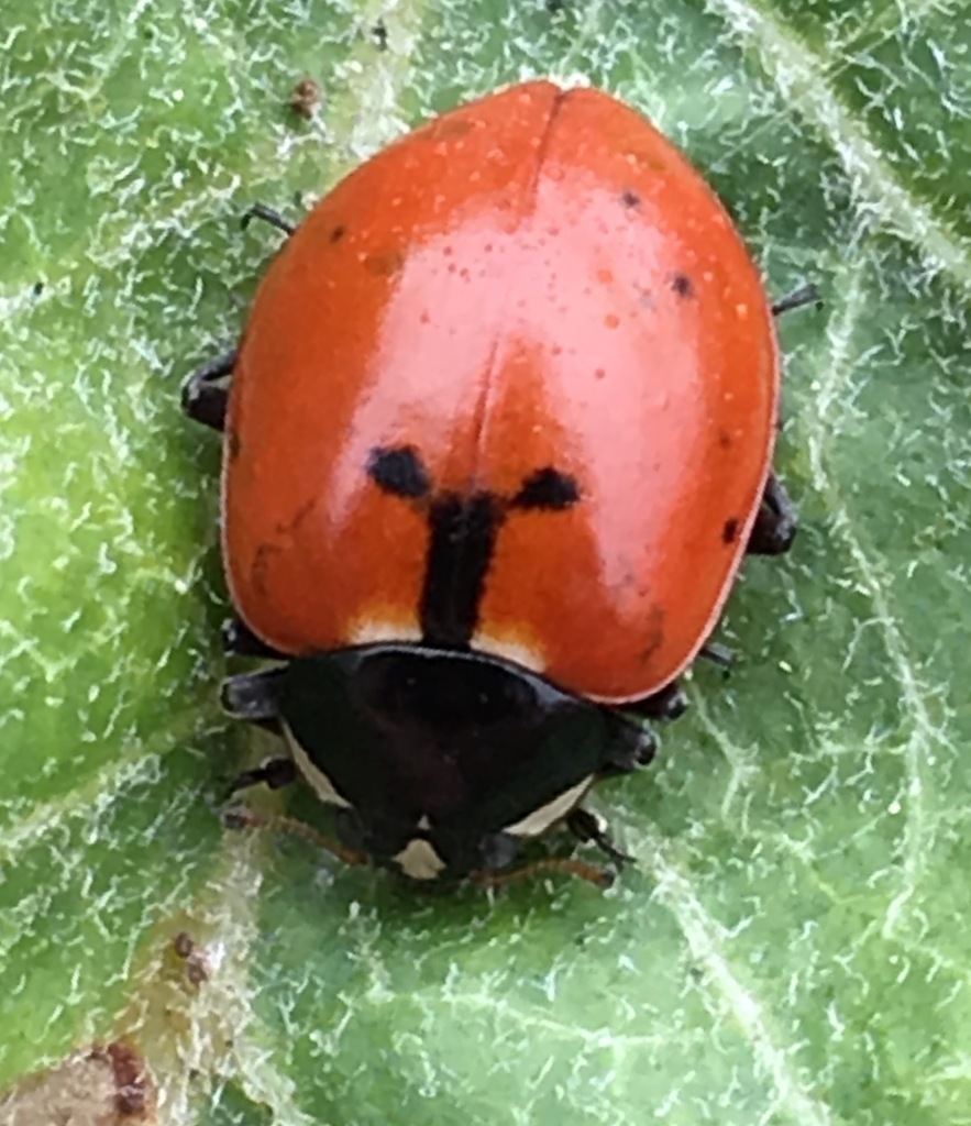 Pacific Five-spotted Lady Beetle