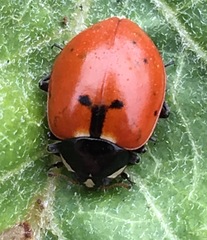 Hippodamia quinquesignata