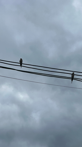 Eastern Red-rumped Swallow
