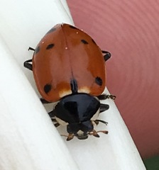 Hippodamia quinquesignata