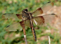 Libellula luctuosa