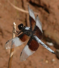Libellula luctuosa