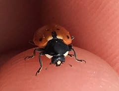 Hippodamia quinquesignata