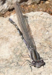 Argia immunda