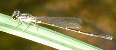 Ischnura posita