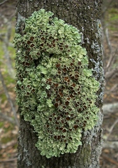 Flavoparmelia rutidota