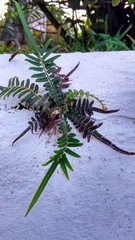 Pteris longifolia