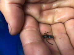 Nepomorpha