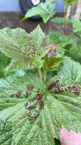 Redcurrant Blister Aphid
